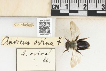 Media type: image;   Entomology 774117 Aspect: Labels